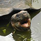 Schildkröte auf Galapagos