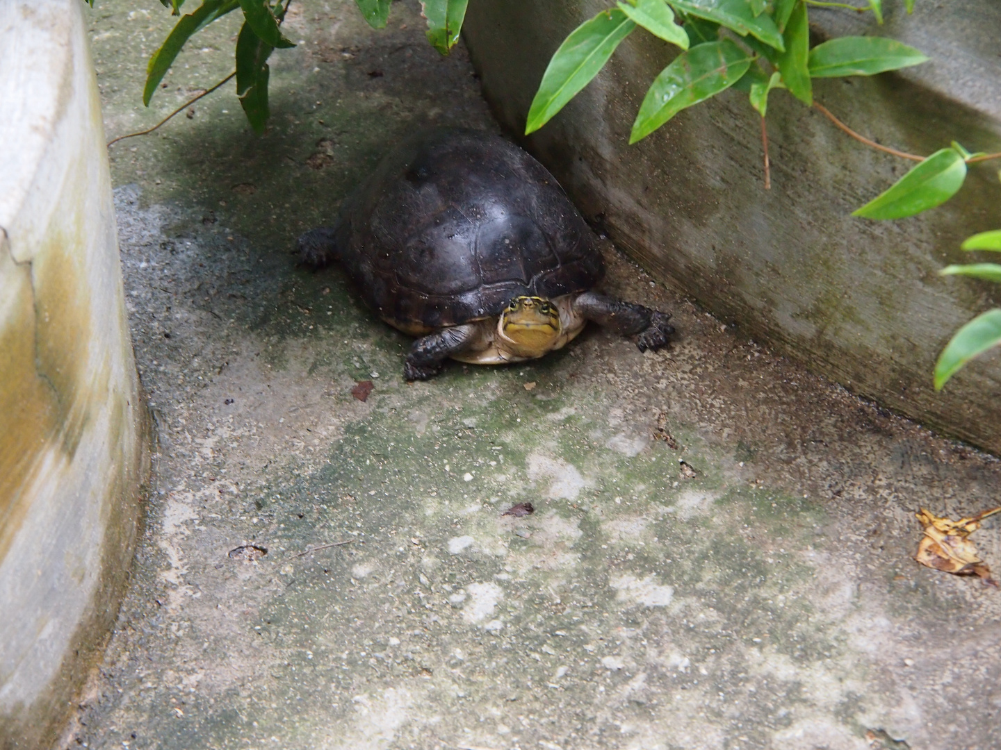 Schildkröte auf Kusu Island