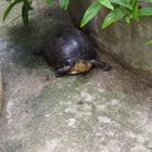 Schildkröte auf Kusu Island