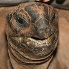 Schildkröte auf Moyenne Island (Seychellen)