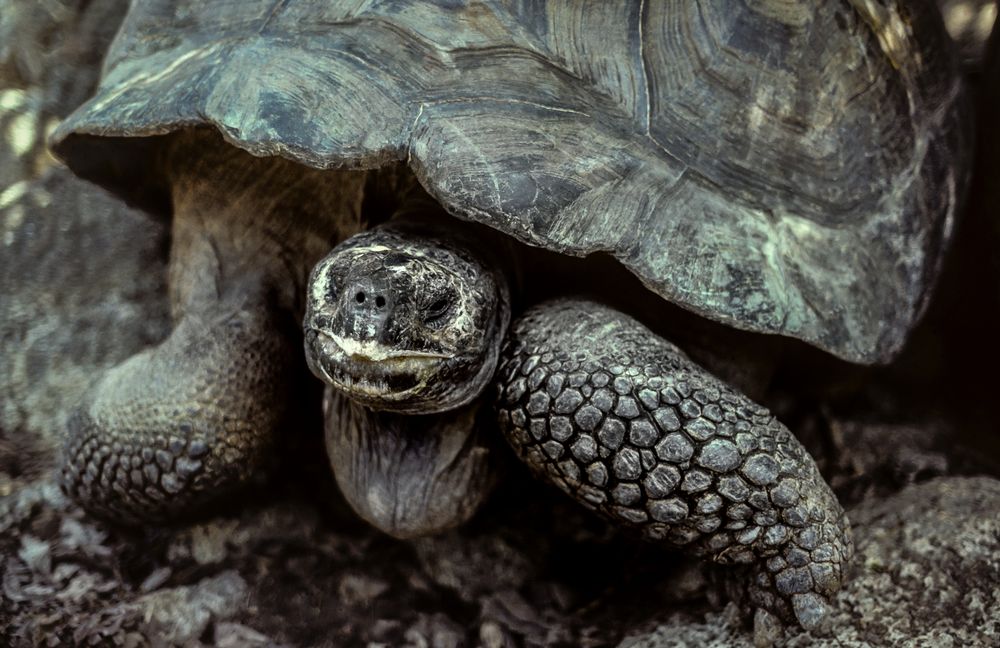 Schildkröte auf Santa Cruz