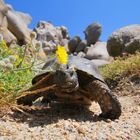 Schildkröte auf Sardinien