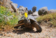 Schildkröte auf Sardinien