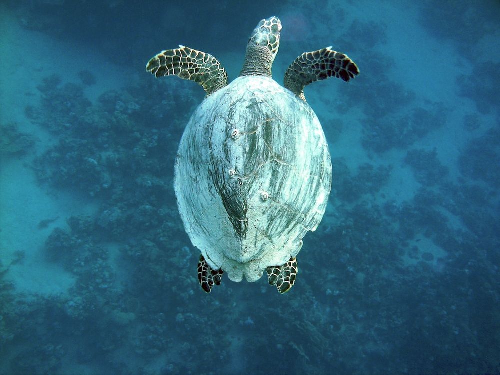 Schildkröte auf Tauchgang