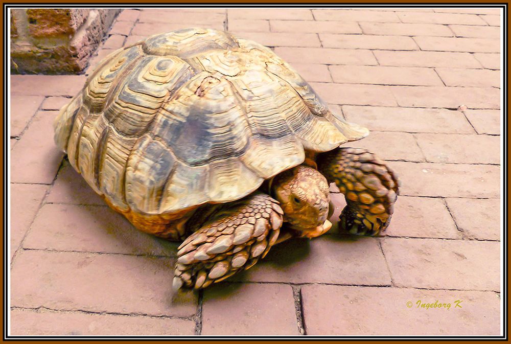 Schildkröte auf Wanderung durch den kleinen Zoo in Rheinberg