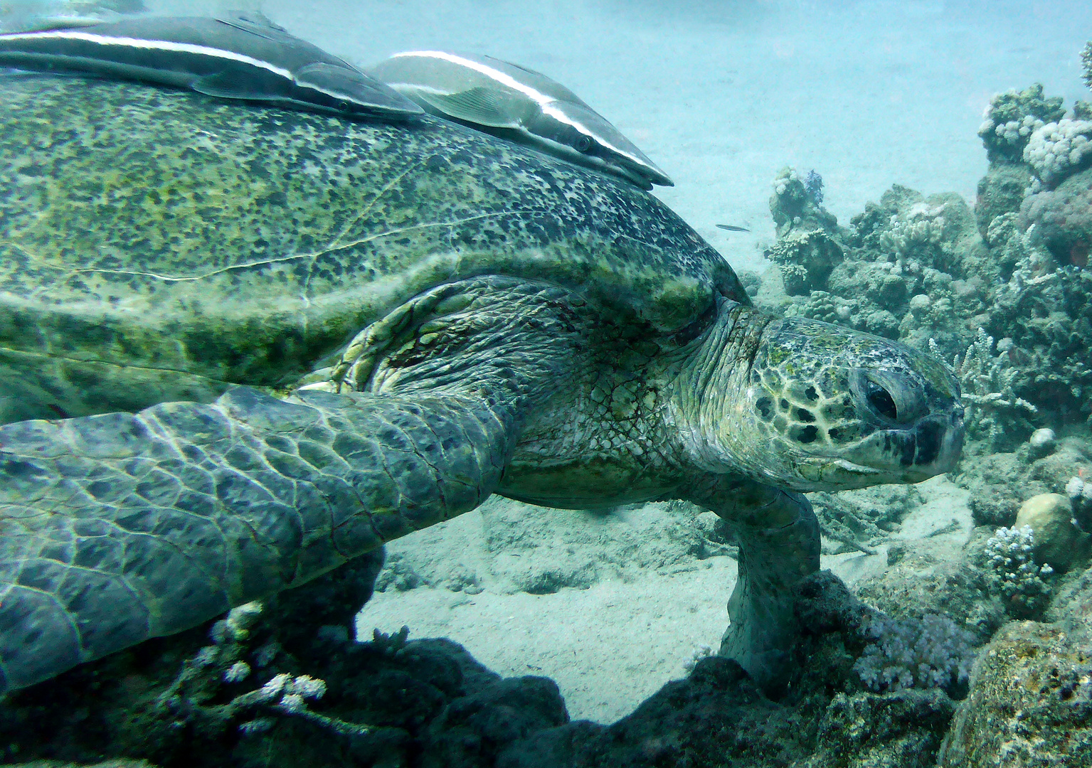 Schildkröte aus anderer Perspektive