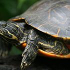 Schildkröte aus dem Botanischen Garten in München