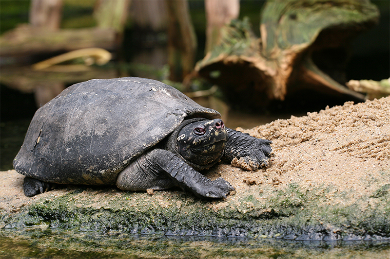 Schildkröte aus dem Kölner Zoo