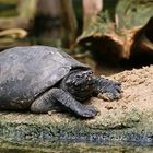 Schildkröte aus dem Kölner Zoo