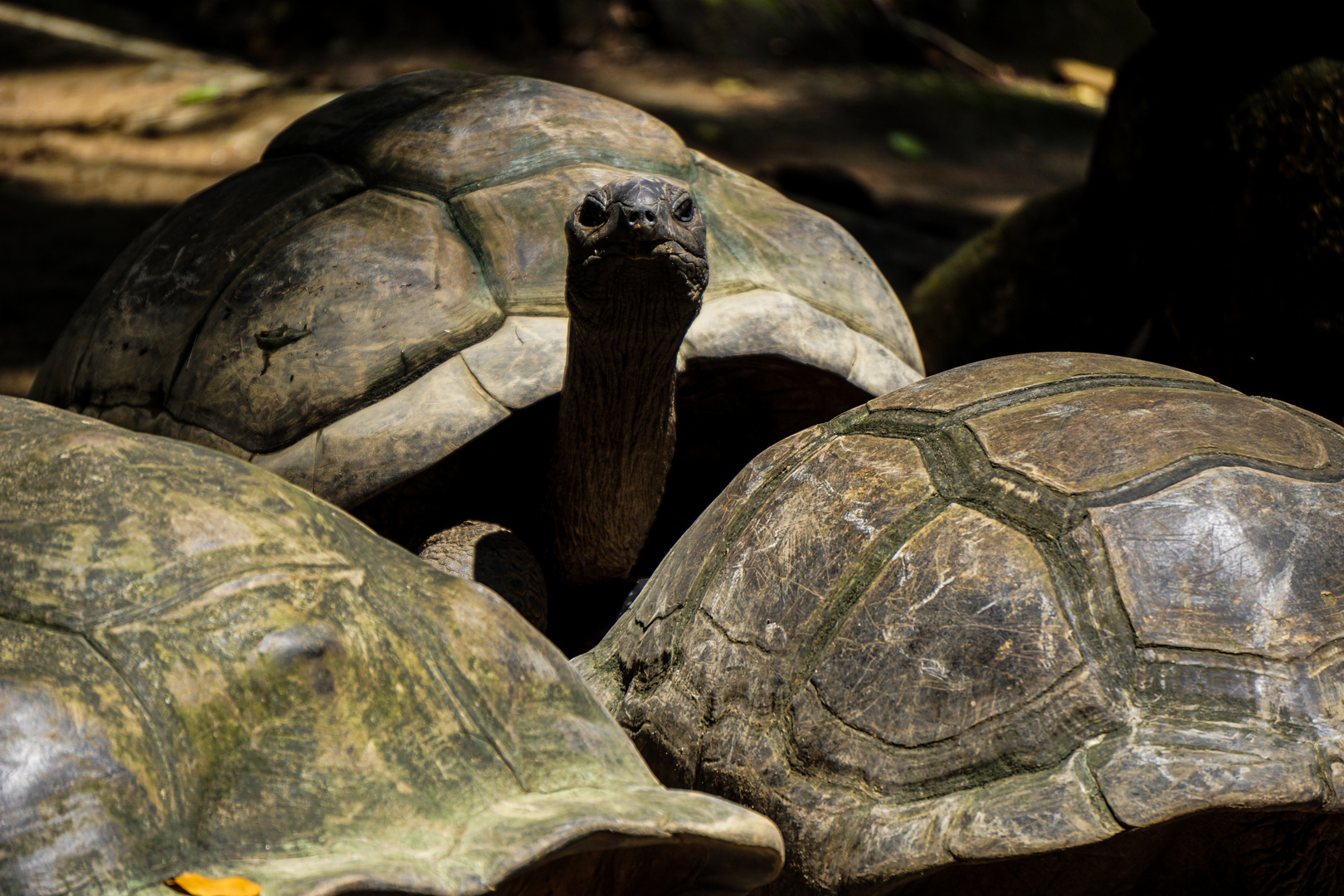 Schildkröte