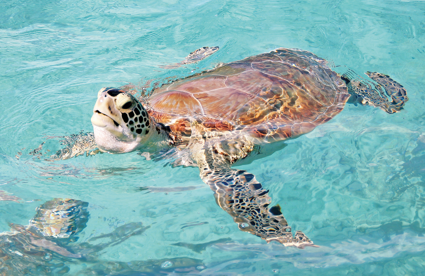 Schildkröte | Barbados 2013
