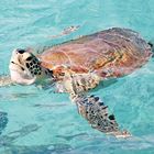 Schildkröte | Barbados 2013