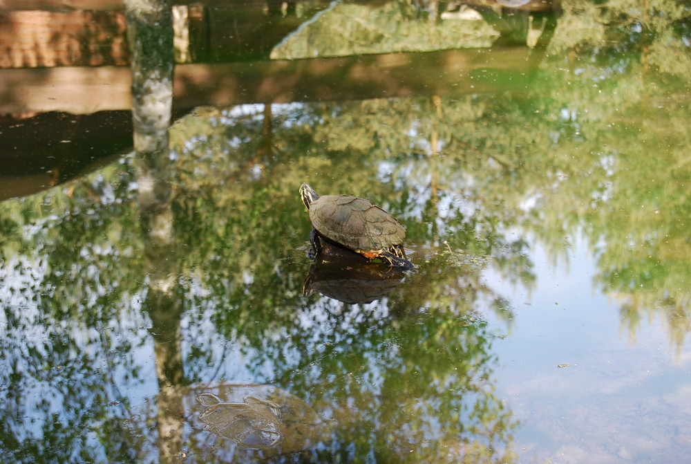 Schildkröte;)