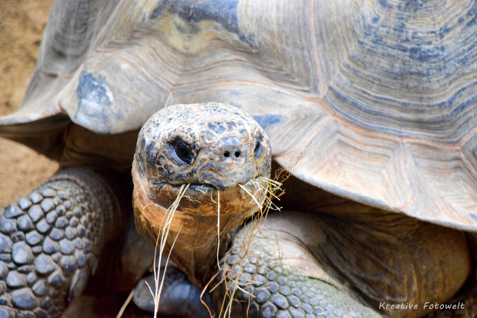 Schildkröte 