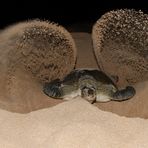 Schildkröte bei der Eiablage
