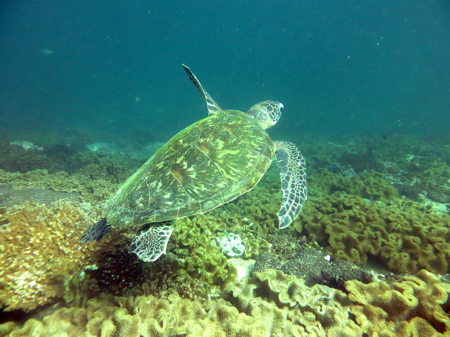 Schildkröte bei Maskat