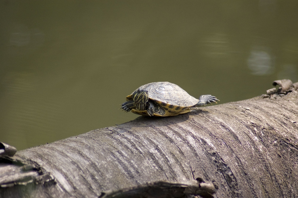 Schildkröte bei Trockenübungen