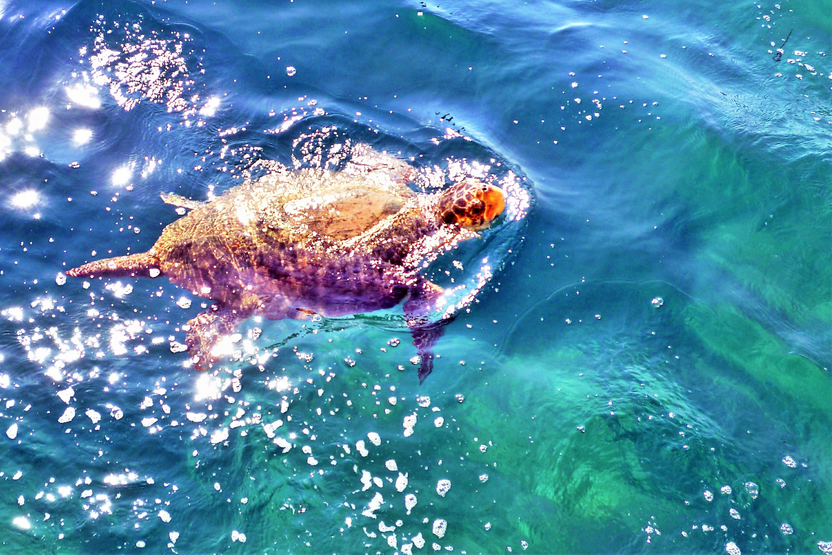 Schildkröte bei Zakynthos