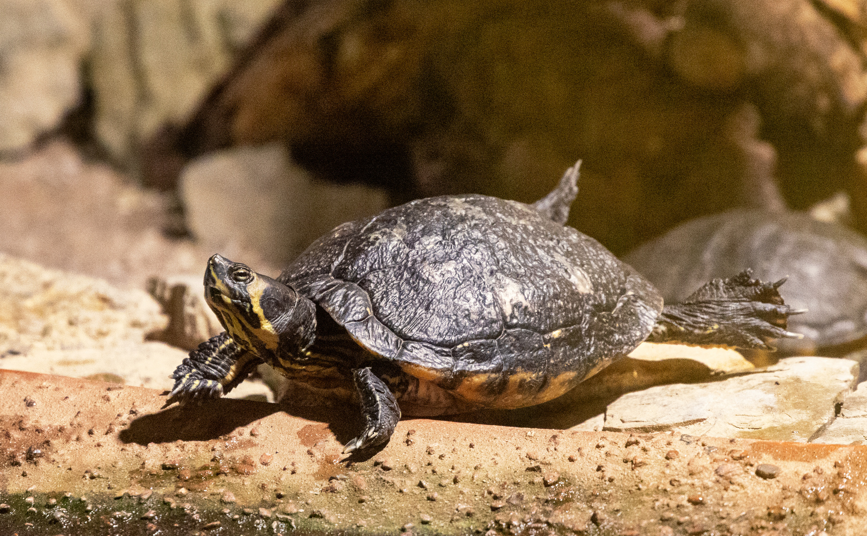 Schildkröte beim chillen