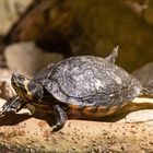 Schildkröte beim chillen