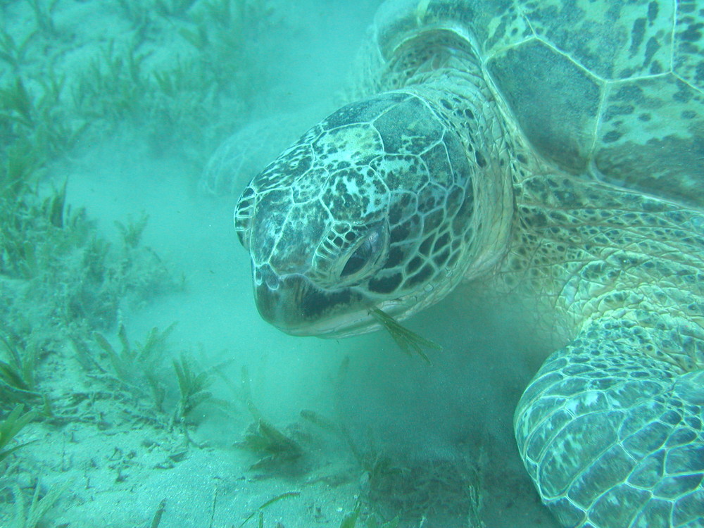 Schildkröte beim Fressen