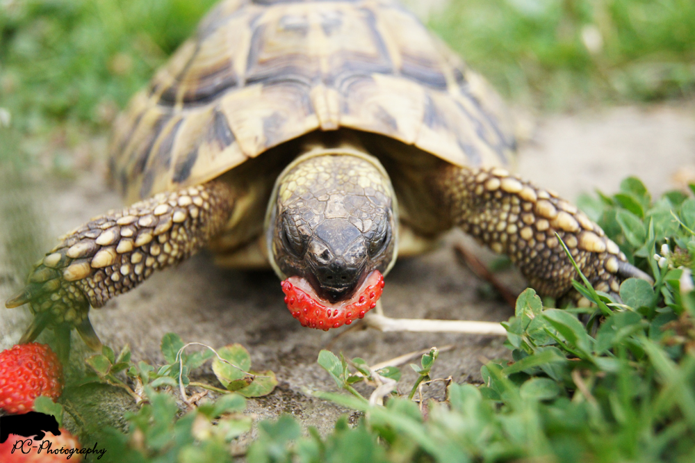 Schildkröte beim Fressen