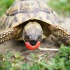 Schildkröte beim Fressen