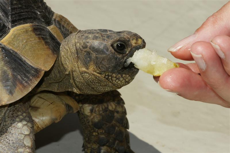 Schildkröte beim füttern