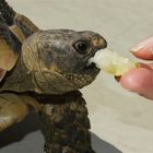 Schildkröte beim füttern