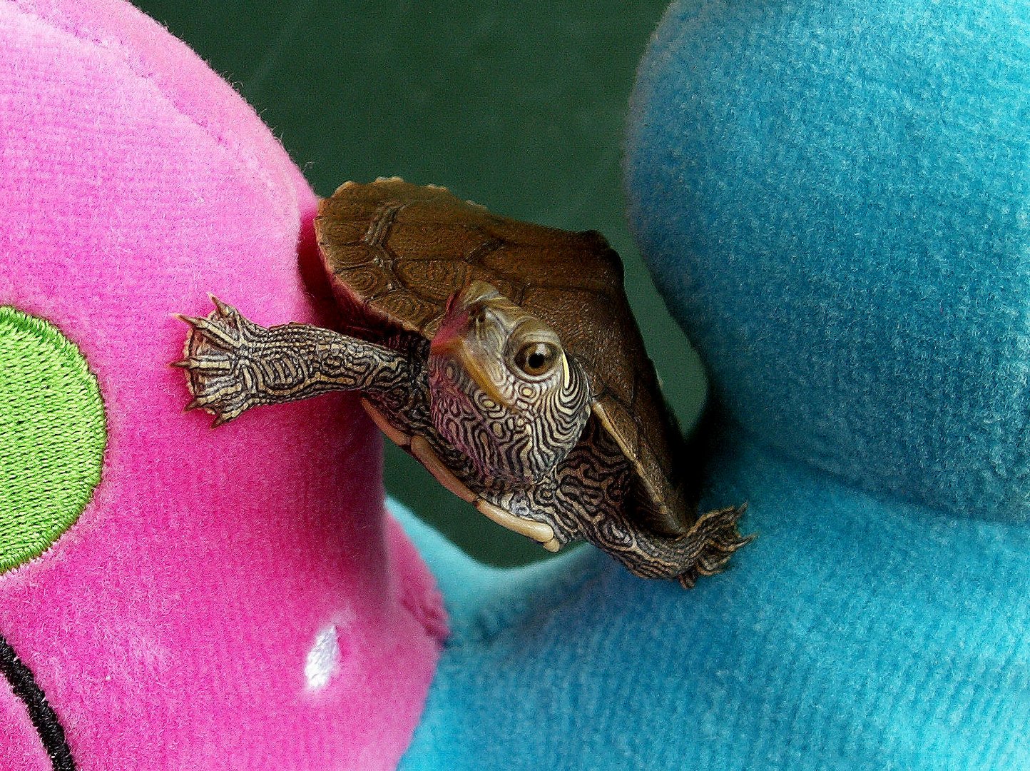 Schildkröte beim Klettern