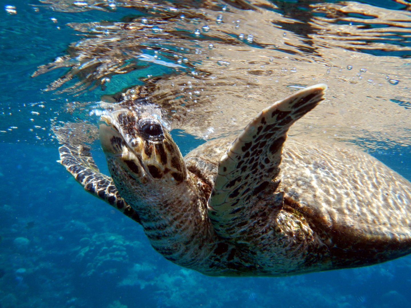 Schildkröte beim Luft holen