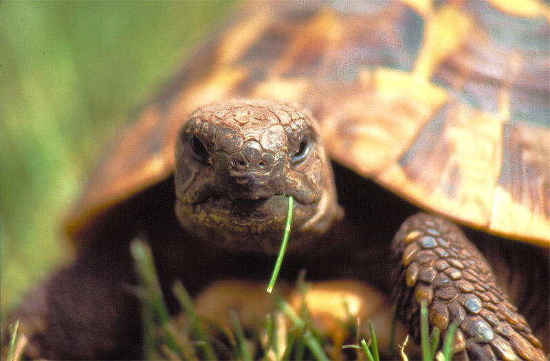 Schildkröte beim Mittagessen - Griechische Landschildkröte