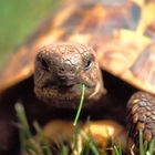 Schildkröte beim Mittagessen - Griechische Landschildkröte