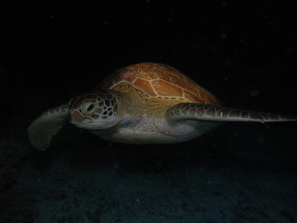 Schildkröte beim Nachttauchgang