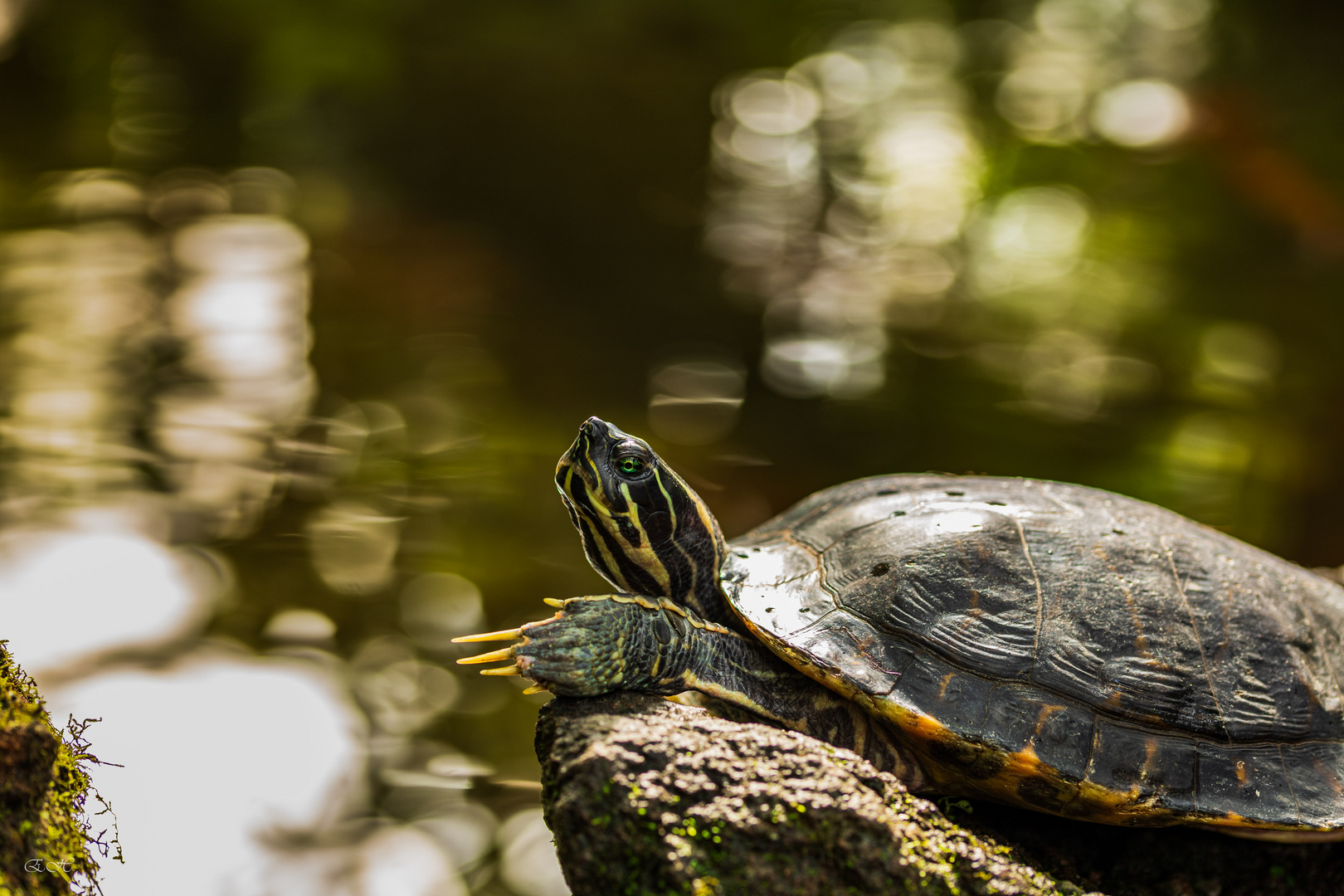 Schildkröte beim Sonnen