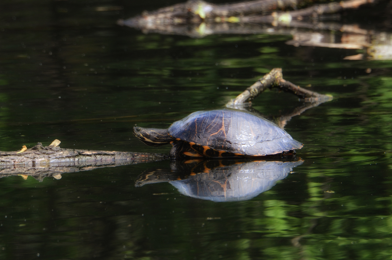 Schildkröte beim Sonnenbad