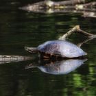Schildkröte beim Sonnenbad