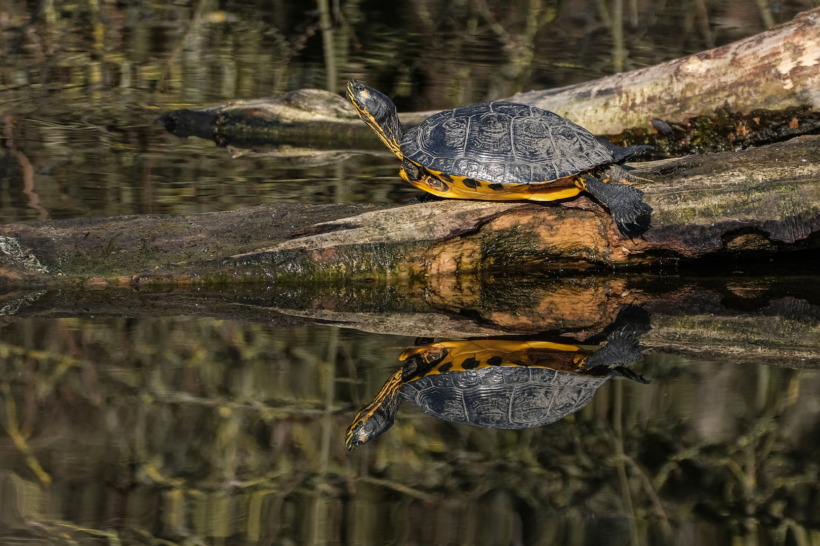 Schildkröte beim Sonnenbad