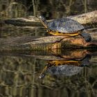 Schildkröte beim Sonnenbad