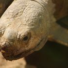 Schildkröte beim Sonnenbad