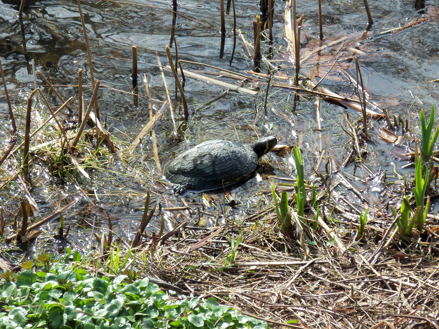 Schildkröte beim Sonnenbad