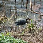 Schildkröte beim Sonnenbad