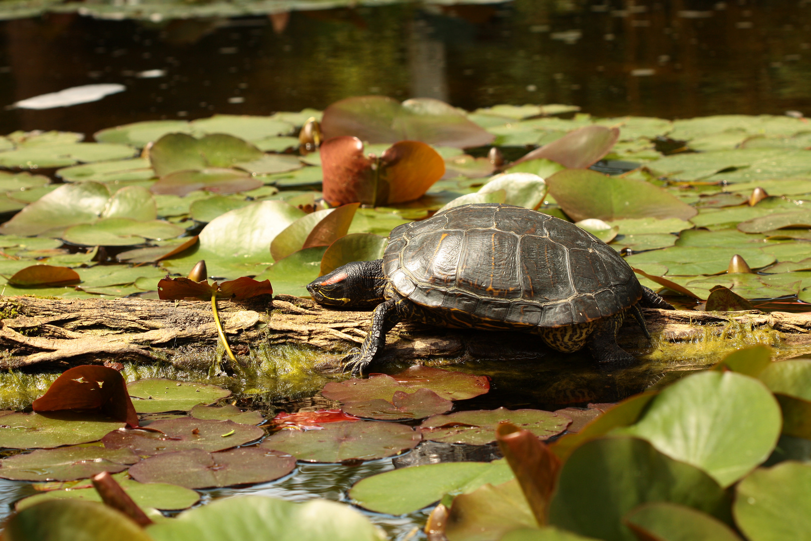 Schildkröte beim Sonnenbaden