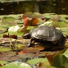 Schildkröte beim Sonnenbaden