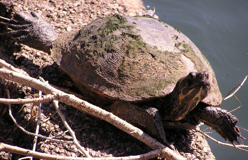 Schildkröte beim Sonnenbaden