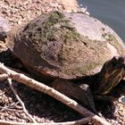 Schildkröte beim Sonnenbaden