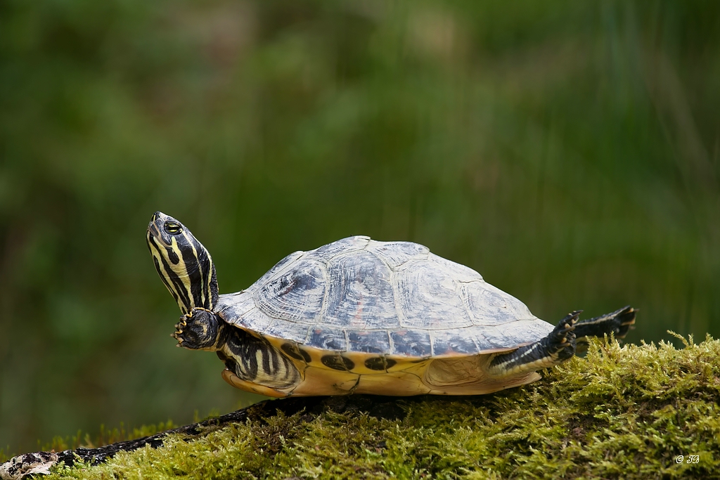 Schildkröte beim Yoga