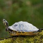 Schildkröte beim Yoga