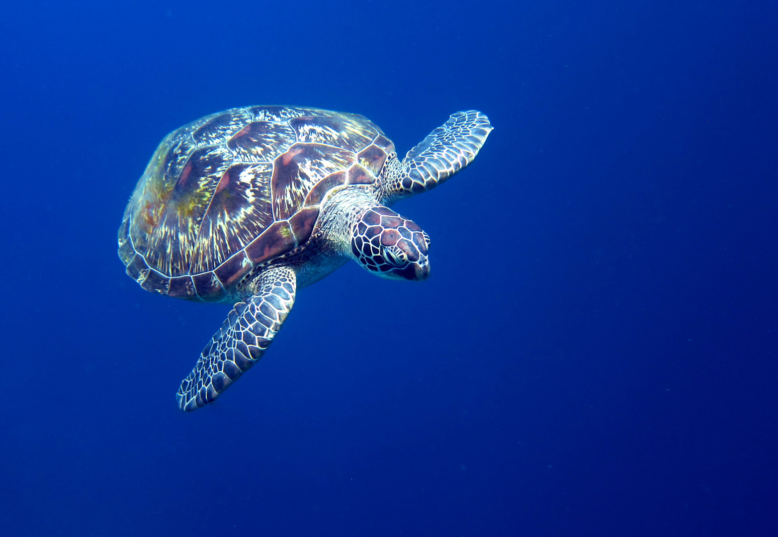 Schildkröte Bunaken Riffkante 