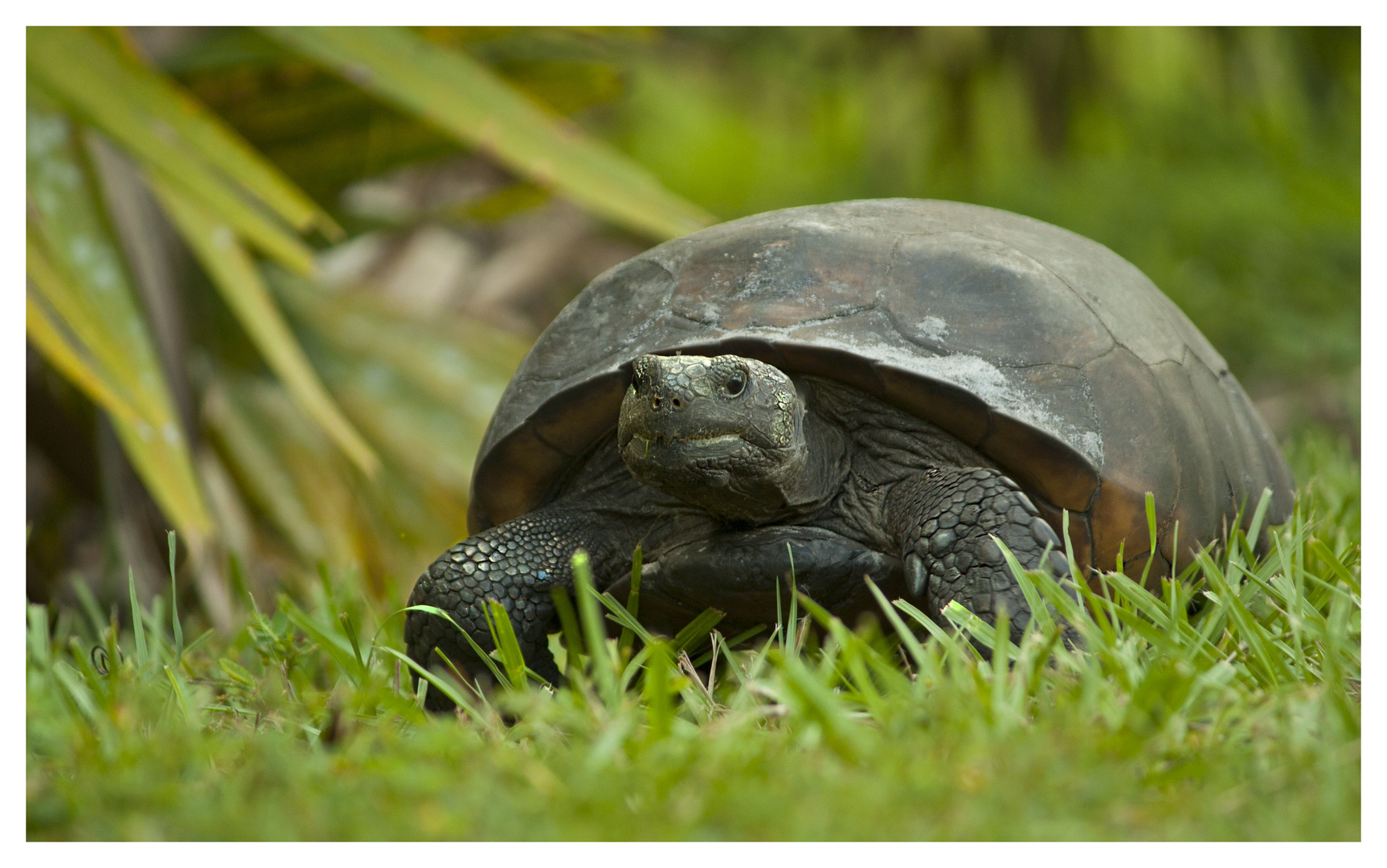 Schildkröte